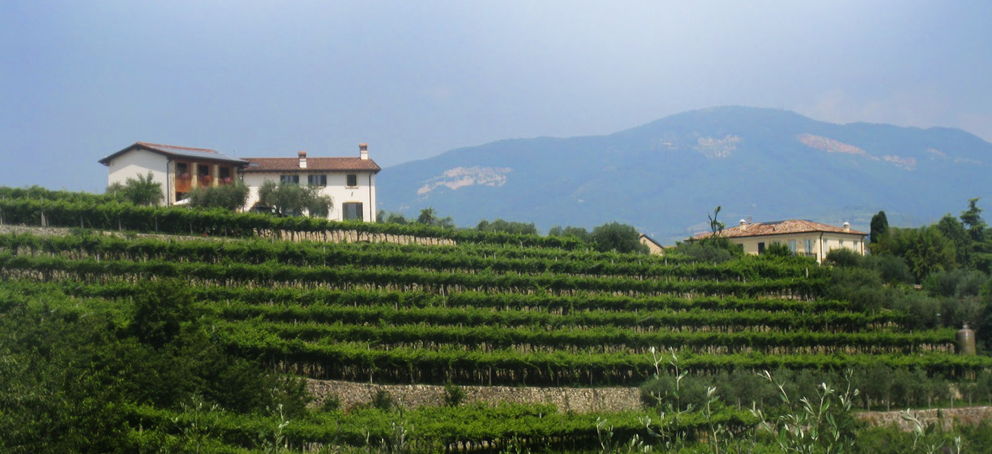 Panorama of the vineyard